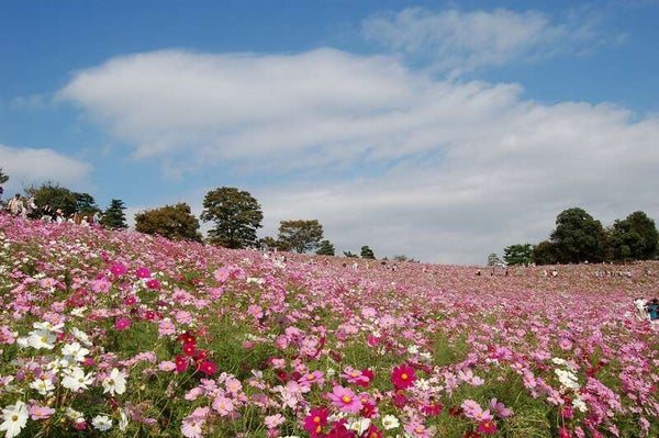 【群馬県内発】 昭和記念公園コスモスとドラマの舞台・深大寺 高幡不動尊 日帰り1